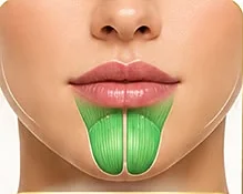 Anatomia da região mento para estudo em Harmonização Orofacial